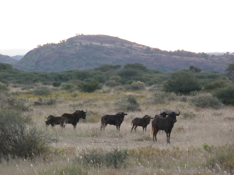 06  gnus in den eros bergen.jpg